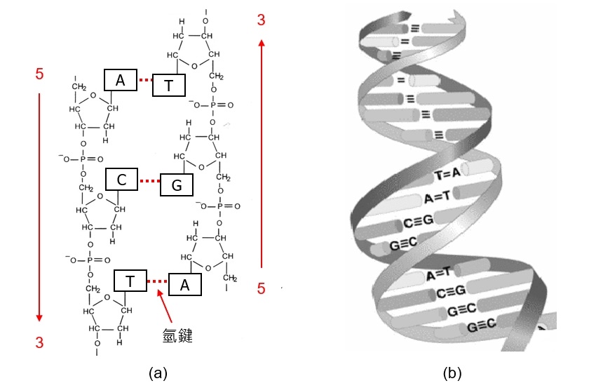 图三 去氧核糖核酸(dna)的双股螺旋结构.