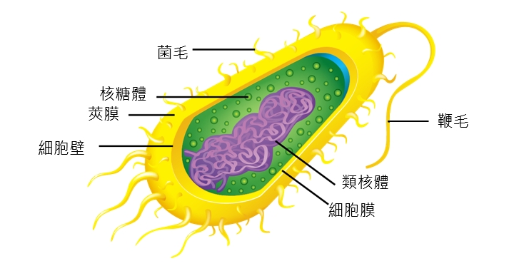 细菌的结构简图及名称图片